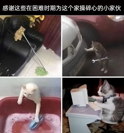 这是一张四格拼接图，上方配有文字'感谢这些在困难时期为这个家操碎心的小家伙'。左上角图中一只橘猫站在黑色沙发上，用前爪拿着扫帚清扫地面上的绿色蔬菜；右上角图中一只虎斑猫站立着，嘴里叼着扳手正在'修理'一辆汽车的前脸；左下角图中一只白猫在红色水盆里，用前爪拿着刷子清洗物品，盆里有泡沫；右下角图中一只灰白相间的猫坐在电脑前，前爪放在键盘上，仿佛在操作电脑。整张图通过让猫咪模仿人类做家务和工作的场景，营造出幽默又温馨的氛围。
