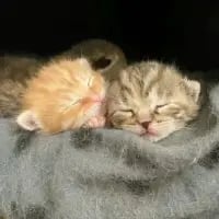 虎斑小奶猫