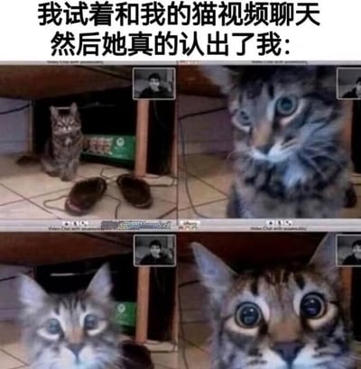 图片上方配有文字“我试着和我的猫视频聊天 然后她真的认出了我：”，下方是四格拼接的猫咪照片。第一格中猫咪站在地板上，抬头看向屏幕里的人；第二格是猫咪的近景特写，眼神专注；第三格猫咪耳朵竖起，表情似乎有所变化；第四格猫咪瞪大眼睛，瞳孔放大，显得十分惊讶，仿佛真的认出了视频中的主人。整体通过猫咪表情的递进变化，幽默地展现了宠物与主人之间的互动。
