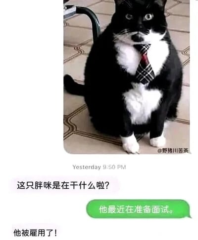 这是一张聊天记录截图，画面上方是一只黑白相间的胖猫咪，它脖子上系着一条格纹领带，瞪大双眼，一脸懵懂地端坐在带有花纹的瓷砖地面上，模样憨态可掬。画面下方是三段聊天对话：第一位参与者提问“这只胖咪是在干什么啦？”，第二位参与者回复“他最近在准备面试。”，紧接着又补充“他被雇用了！”。整个内容将猫咪拟人化，把职场求职、入职的场景套用在猫咪身上，用可爱的宠物形象结合职场元素，制造出诙谐有趣的效果，让人觉得温馨又好笑。
