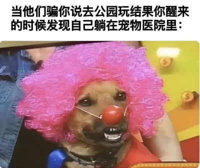 图片上方有文字：'当他们骗你说去公园玩结果你醒来的时候发现自己躺在宠物医院里：'，下方是一只戴着亮粉色小丑假发和红色小丑鼻子的狗，狗露出牙齿，表情看起来既困惑又有点威胁。这张图通过将宠物拟人化，幽默地表达了被欺骗去宠物医院的无奈和惊讶情绪。