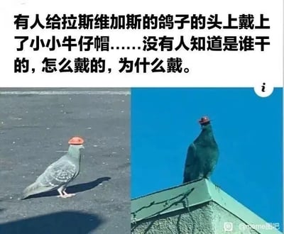 这是一张左右拼接的图文混排静态图，左侧是一只灰色的鸽子站在平整的路面上，头顶戴着一顶小巧的橙色迷你牛仔帽；右侧是一只深绿色的鸽子站在建筑的边缘处，头顶戴着一顶深色的迷你牛仔帽。图片上方配有中文文字说明：“有人给拉斯维加斯的鸽子的头上戴上了小小牛仔帽……没有人知道是谁干的，怎么戴的，为什么戴。” 这种给城市里的鸽子佩戴迷你牛仔帽的无厘头行为，打破了日常街景的平淡感，充满了荒诞的趣味性，让普通的动物场景变得诙谐新奇，也引发了人们对这个神秘行为的好奇。