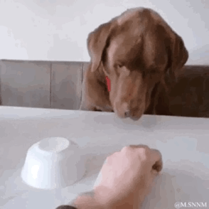 这是一段趣味动态GIF，画面中一只棕色拉布拉多犬趴在桌边，目光紧紧锁定桌上的手和空狗碗，专注地期待着被投喂。桌前的手做出类似递食物的动作，却并未真的给狗狗食物，狗狗一脸认真又略带懵懂的模样，将日常逗弄宠物的温馨搞笑氛围拉满，治愈感十足。