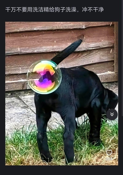 这是一张玩梗的P图作品，画面主体是一只低头在草地活动的黑色小狗，创作者在小狗的屁股位置添加了一个彩色泡泡，配合上方的文字“千万不要用洗洁精给狗子洗澡，冲不干净”，制造出洗洁精残留后小狗放屁吹出泡泡的搞笑错觉，用夸张戏谑的方式调侃用洗洁精给宠物洗澡的不合理之处，属于利用视觉错位效果的趣味梗图。