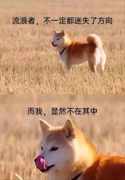 这是一张上下两格的对比图，展示了一只柴犬站在金黄色的草地上。上半部分柴犬侧身站立，望向远方，配文'流浪者，不一定都迷失了方向'；下半部分是柴犬的特写，它嘴里叼着一个粉红色的物体，表情悠闲中带着一丝迷茫，配文'而我，显然不在其中'。通过文字与图像的结合，形成一种自嘲式的幽默效果，暗示这只柴犬确实迷失了方向。
