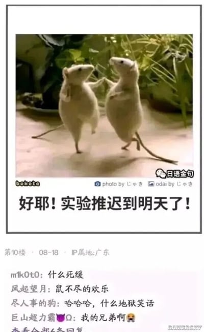 这是一张图文结合的搞笑梗图，上方是两只拟人化的小白鼠，它们站立起来，前爪相握，姿态如同在欢快跳舞庆祝，表情看起来兴奋雀跃；下方配文“好耶！实验推迟到明天了！”，以实验鼠的视角，将被用于实验的处境类比“死刑”，实验推迟则如同获得“死缓”，是典型的地狱笑话式幽默，同时也暗合打工人面对工作任务推迟时的侥幸快乐心态，引发共鸣。图片下方拼接了论坛评论区截图，网友们纷纷玩梗，比如“什么死缓”直接点破梗的内核，“鼠不尽的欢乐”用谐音梗强化笑点，“我的兄弟啊”则以共情的语气呼应这种处境，进一步放大了梗图的搞笑效果。