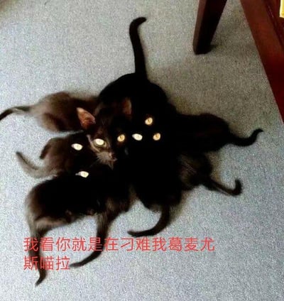 这张图中多只纯黑猫咪挤靠在一起，由于统一的黑色毛色与拍摄角度的巧合，视觉上形成了一个拥有多个脑袋、多只发光眼睛和多条四肢的怪异“猫形怪物”，制造出强烈的视觉错位错觉。图的下方配有红色文字：“我看你就是在刁难我葛麦尤斯喵拉”，此处运用了谐音梗，“葛麦尤斯喵拉”是对克苏鲁神话中神祇“犹格·索托斯”的谐音改编，结合画面里的怪异多肢多眼形象，将猫咪调侃为克苏鲁风格的怪异生物，以此表达出无奈、吐槽被刻意刁难的情绪，充满荒诞搞笑感。