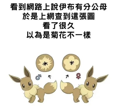 图中展示了两只宝可梦系列中的伊布角色，左侧伊布下方标有蓝色男性符号（♂），右侧伊布下方标有粉色女性符号（♀）。两只伊布上方各有一个圆形图示，内部均有类似花朵的图案。图片上方配有文字：“看到網路上說伊布有分公母 於是上網查到這張圖 看了很久 以為是菊花不一樣”，意思是看到网上说伊布分公母，于是查到这张图，盯着看了很久，以为是通过“菊花”（肛门的 slang 说法）来区分性别，制造出因误解产生的幽默效果。