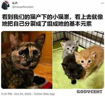 这是一张推特社交媒体截图，属于左右对比的多图拼接内容。左侧是一只毛色混杂黑、棕、橘色的玳瑁猫，正睁大眼睛好奇地看向镜头；右侧是这只玳瑁猫生下的三只小猫，分别是纯黑色、橘色、灰色，正好对应了玳瑁猫身上的几种毛色。配文调侃这只猫像是把自己分裂成了组成自己的基本元素，用幽默的方式调侃猫咪毛色遗传的有趣巧合，画面温馨又搞笑。