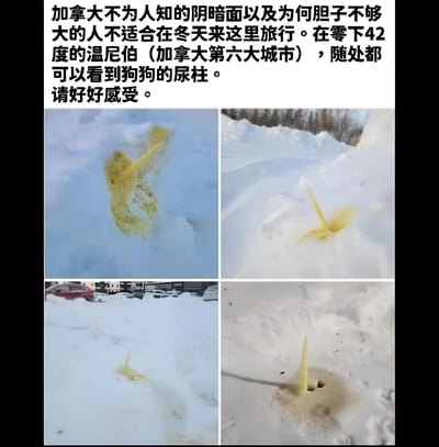 这张图片由四张照片拼接而成，展示了加拿大温尼伯在零下42度极寒天气中，狗狗尿液冻结形成的各种形状的黄色冰柱。图片上方配有文字说明，称这是加拿大不为人知的阴暗面，并调侃胆子不够大的人不适合冬天来此旅行。