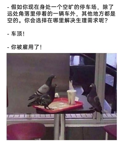 这是一张图文混排的网络梗图，上方是一段模拟职场招聘的对话：提问者设定了空旷停车场仅有一辆车的场景，询问应聘者会选择在哪里解决生理需求，应聘者回答“车顶”后立刻得到“你被雇用了”的回复；下方是真实拍摄的三只鸽子，两只停放在装有食物和杯子的红色托盘上，一只站在桌边，结合上方对话，是将鸽子喜欢在车顶排泄的习性拟人化，用招聘的幽默形式调侃鸽子总往车顶拉屎的日常行为，整体风格诙谐有趣。