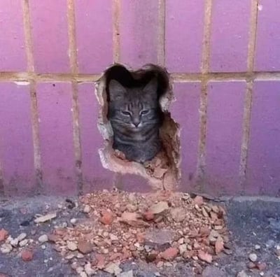 一只灰色条纹猫咪从粉紫色砖墙的爱心形状破洞中探出上半身，洞口周围散落着砖块碎屑。猫咪表情略显严肃，眼神半眯，背景是整齐排列的粉紫色砖块墙面，整体画面温馨又带点俏皮。