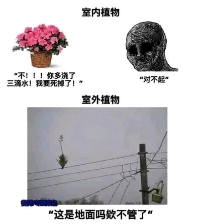 这是一张上下结构的对比类梗图，分为“室内植物”和“室外植物”两个板块，通过强烈的反差制造幽默效果。上半部分的室内植物是一盆养护精致的粉色盆栽，配文“不！！！你多浇了三滴水！我要死掉了！”，旁边搭配一个面容枯槁、神情愧疚的风格化人物形象，配文“对不起”，夸张地表现出室内人工养护的植物娇弱敏感，对环境变化耐受度极低的特点；下半部分的室外植物是一棵扎根在电线杆电线上的小绿植，配文“这是地面吗欸不管了”，生动地展现出室外植物在恶劣、非适宜的生存环境中，依然顽强生长的状态，通过两种植物生存能力和生存环境的极端反差，调侃了不同生长环境下植物的生存差异，也能让有植物养护经历的人产生共鸣。