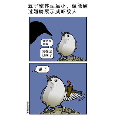 这是一幅两格的拟人化搞笑动物漫画，顶部配有文字说明“五子雀体型虽小，但能通过翅膀展示威吓敌人”。第一格中，一只大型鸟类的黑影对着站在食物堆上的五子雀嚣张放话，试图抢夺其食物；第二格中，五子雀淡定地展开翅膀，露出绑在翅膀上的炸药包，回应“错了”，用夸张、硬核的方式还原了“通过翅膀展示威吓敌人”的设定，将动物的习性进行了搞笑化的改编，通过反差感制造幽默效果。