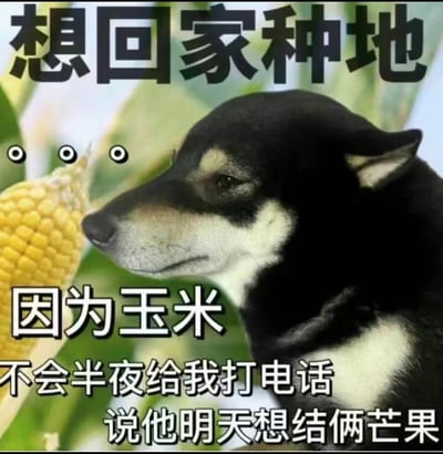 这是一张聚焦打工人职场情绪的表情包，画面主体是一只黑黄相间的小狗，它眼神疲惫、神态蔫蔫的，露出生无可恋的神情，侧头看向一旁的玉米。背景是玉米植株，玉米上被加上了三个拟人化的眼睛。图中配文分为三部分，顶部是“想回家种地”，中间是“因为玉米”，底部是“不会半夜给我打电话 说他明天想结俩芒果”。这张图用拟人化的荒诞场景——要求玉米结芒果，来类比职场中领导或客户提出的离谱、不合逻辑的工作要求，精准戳中打工人面对无厘头工作任务的厌烦心态，表达了打工人对复杂职场的疲惫和对简单田园生活的向往，能让职场群体产生强烈的情绪共鸣，适合用来抒发职场倦怠感。
