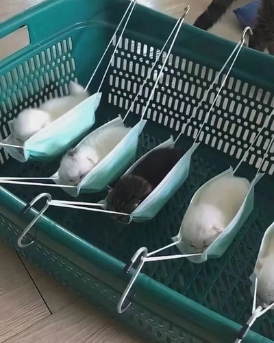 绿色塑料篮子里挂着多个用口罩和衣架制作的简易吊床，里面各睡着一只小奶猫，有白色和黑色的，画面十分可爱治愈。
