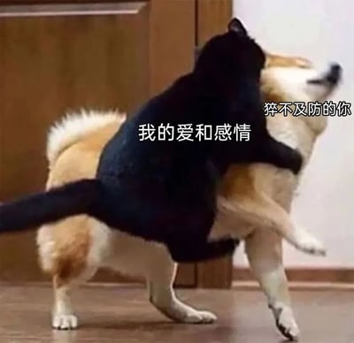 图片中两只狗狗正在互动：一只黑色狗狗兴奋地跃起，前爪搭在另一只黄白相间狗狗的背上，仿佛在热情地表达爱意；被抱住的黄白狗狗则仰头张嘴，露出猝不及防的表情。图片通过拟人化的文字“我的爱和感情”（黑色狗狗身上）与“猝不及防的你”（黄白狗狗身上），幽默地演绎了主动表达爱意时对方的意外反应，充满温馨又搞笑的氛围。