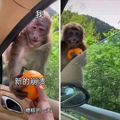 左右对比图展示猴子与人类的橘子争夺战。左侧图中，一只猴子正从车窗伸手抢夺人类手中的橘子，旁边配文“我”“新的崩溃”“糟糕的一天”，表现人类的无奈；右侧图中，猴子成功拿到橘子，在车窗外咧嘴大笑，背景是绿色山林，形成鲜明的情绪反差，充满生活趣味。