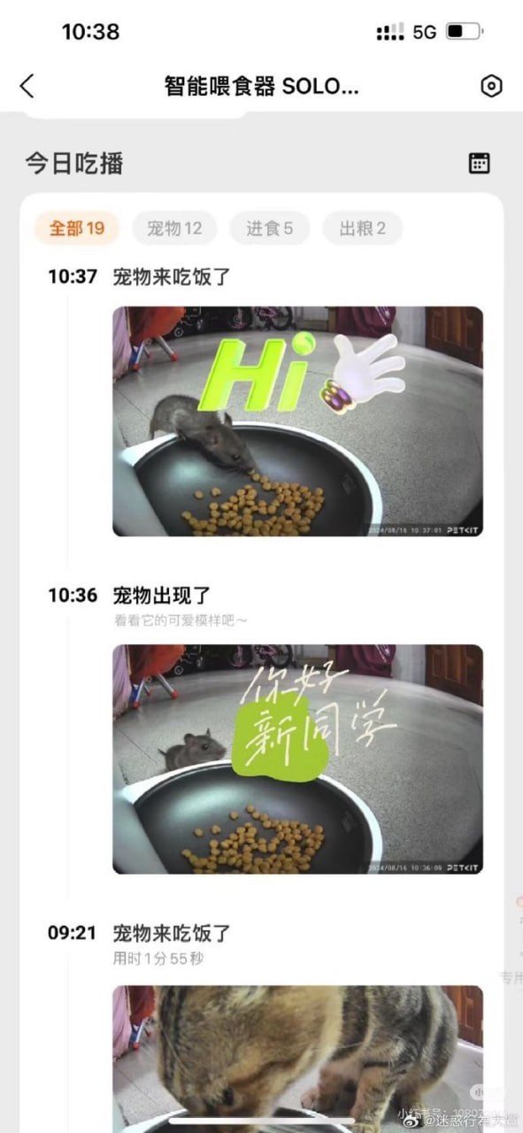 家养宠物