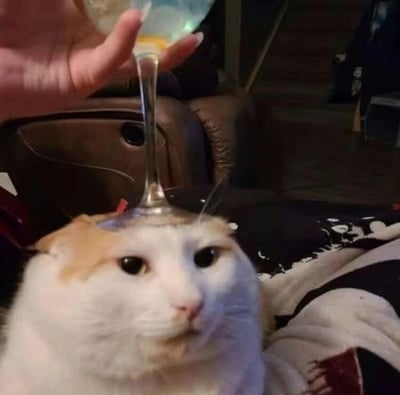 一只橘白相间的猫咪正仰头看着镜头，头顶上被人小心翼翼地放置了一个装有浅蓝色液体的高脚杯。猫咪表情淡定中带着一丝困惑，眼神直视前方。背景可见棕色皮质沙发和模糊的室内环境，营造出一种居家生活的轻松氛围。