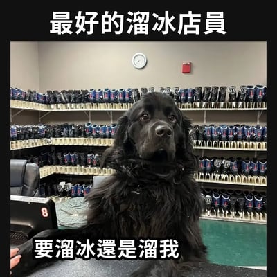 这张图片里有一只大黑狗狗端坐在收银台前方，它的表情很认真，看起来就像一个工作的店员。背景是一排排溜冰鞋，明显是在溜冰场租鞋的地方。图上有两段大字文案，上方是“最好的溜冰店员”，下方是“要溜冰还是溜我”。

这里“溜”有双关梗：既指溜冰，也有“被忽悠、被耍”的意思。狗狗搭配这个文案，非常有幽默感和反差萌，表现了网络上的可爱吐槽风格。
