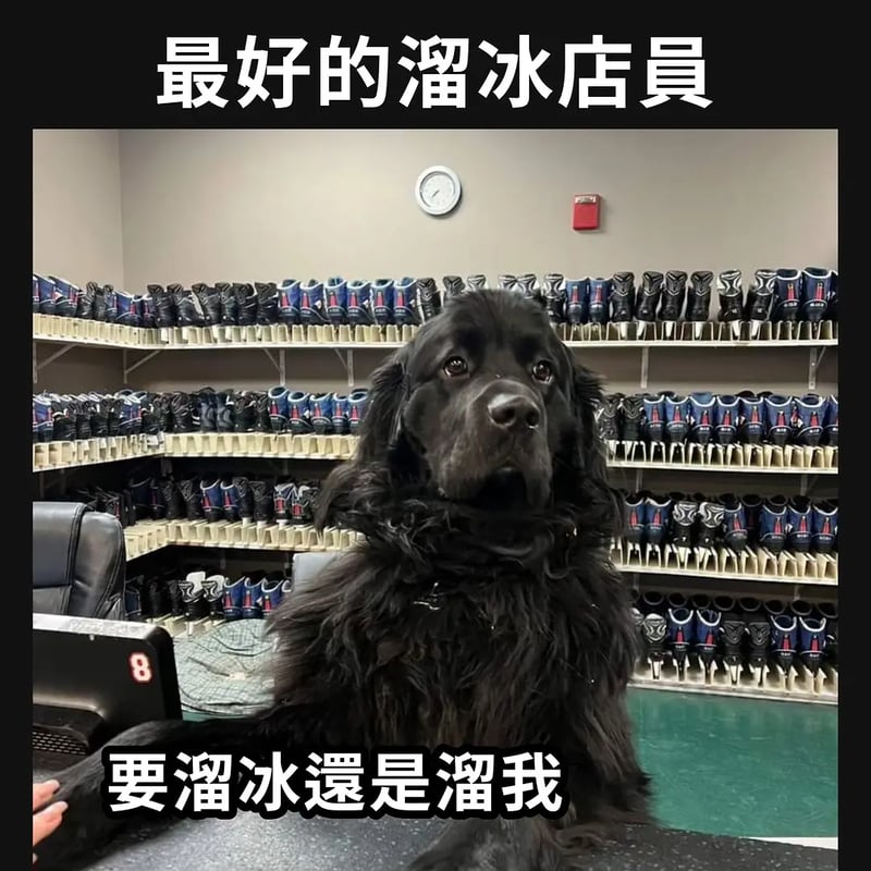 狗