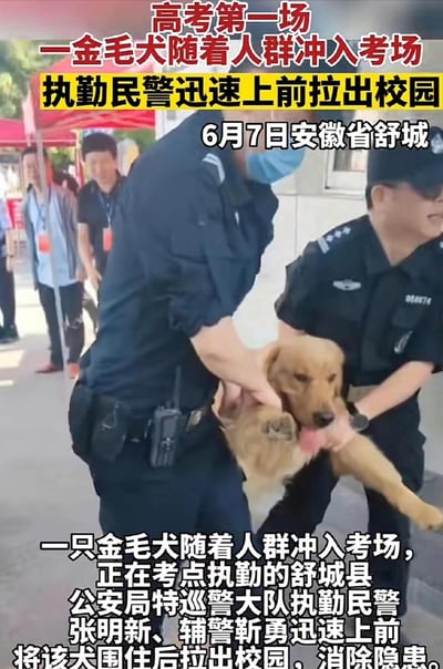 2023年6月7日高考第一天，安徽省舒城县某考点发生意外一幕：一只金毛犬混入考生人群冲入考场。图片中显示两名执勤民警正合力将这只金毛犬抱离校园，周围有其他工作人员和考生家长围观。现场气氛略显紧张但有序，民警反应迅速，及时消除了可能影响考试的隐患。