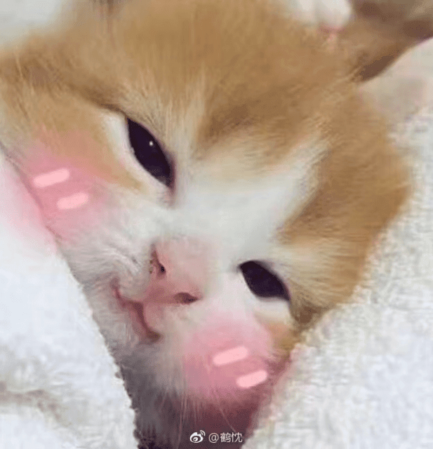 超萌橘色小奶猫 脸颊泛红惹人怜
