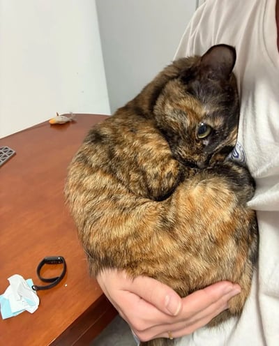 一只玳瑁色的猫咪被人用双手抱着，猫咪蜷缩成一个毛球，头靠在前爪上，只露出一只明亮的绿色眼睛警惕地看着镜头。猫咪的毛色呈现出黑、棕、黄相间的独特花纹，非常漂亮。背景中可以看到一张木质桌子，上面放着一个智能手环、一包纸巾和一个羽毛玩具，应该是在室内的家庭环境中拍摄的。