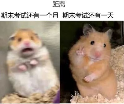 图片为左右对比图，左侧是一只站立的仓鼠，表情放松，上方文字为'期末考试还有一个月'；右侧是另一只站立的仓鼠，表情警惕，上方文字为'期末考试还有一天'。通过两只仓鼠的神态对比，幽默展现了学生在不同考试倒计时阶段的心理状态变化，左侧悠闲右侧紧张，引发学生群体共鸣。