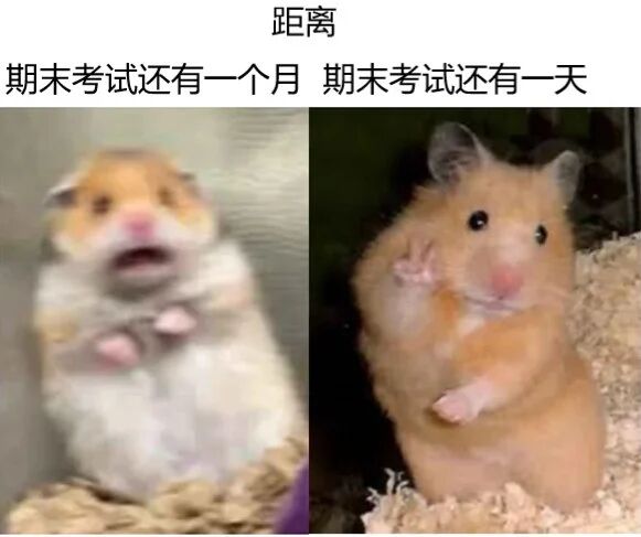 仓鼠