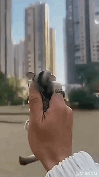 这是一个利用视觉错位效果拍摄的动态GIF，画面中一只手做出抓握的姿势，恰好与前方的小鸟形成位置巧合，看起来仿佛是手紧紧抓住了小鸟的身体，随着手部的轻微移动，这个有趣的错觉效果更明显。背景是城市中的高层住宅楼和户外空地，整体场景是在户外环境下的趣味抓拍，凭借巧合的视角制造出荒诞又搞笑的视觉效果，没有双关或谐音梗，纯粹是视觉错位带来的趣味。