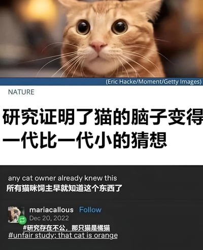 图片上方是一只表情惊讶的橘猫特写，下方模仿《自然》(NATURE)杂志的排版，配有标题'研究证明了猫的脑子变得一代比一代小的猜想'，副标题'所有猫咪饲主早就知道这个东西了'（英文'any cat owner already knew this'）。最底部是用户'mariacallous'于2022年12月20日的评论，内容为'#研究存在不公，那只猫是橘猫 #unfair study; that cat is orange'，通过调侃橘猫的特性增加幽默效果。