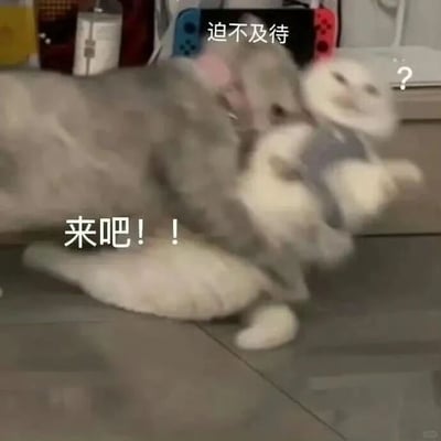 图片中两只猫咪正在玩耍打闹，灰色猫咪显得非常兴奋，主动扑向白色猫咪，画面动感十足。白色猫咪则露出疑惑的表情，似乎对突如其来的互动感到意外。图片上方有文字“迫不及待”，灰色猫咪附近配有“来吧！！”的文字，白色猫咪旁边有一个问号，整体营造出一种活泼搞笑的氛围，展现了宠物间可爱的互动场景。
