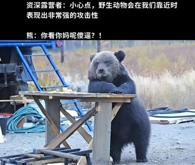 图片中一只黑熊正倚靠在户外的木桌上，背景可见蓝色梯子、绿色水管等物品，环境像是露营地或乡村区域。上方文字模拟资深露营者的提醒：“小心点，野生动物会在我们靠近时表现出非常强的攻击性”，而下方熊的对白则用粗俗语言“你看你妈呢傻逼？！”回应，通过人类视角的严肃警告与动物“暴躁怼人”的反差制造强烈幽默效果。