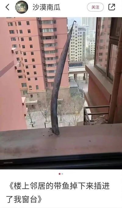 这是一张社交媒体平台的截图，画面呈现的是室内窗台视角，一根外形类似带鱼的长条形物体垂直插入了窗台的水泥台面上，物体尾部向上弯曲，背景是密集的高层居民楼和小区的空地，能看到几棵没有叶子的树木，显示出这是一个居民小区的场景。图片顶部有发布者的用户名“沙漠南瓜”和“关注”按钮，图片下方配有文字《楼上邻居的带鱼掉下来插进了我窗台》，描述了这个离奇的事件——楼上邻居的带鱼从高空落下，居然插进了自己家的窗台，这种极其罕见又充满戏剧性的意外场景，让人感觉离谱又好笑，是生活中少见的荒诞趣事。