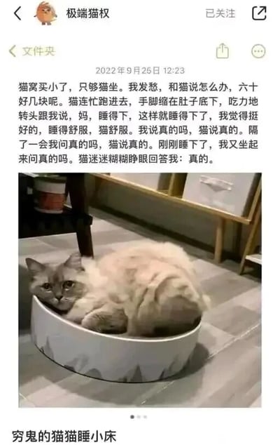 这是一张来自微博的社交媒体截图，属于图文混排内容。图片下半部分是一只体型较大的猫咪，正努力蜷缩在尺寸明显过小的圆形猫窝中，身体几乎将猫窝填满，显得十分拥挤；上半部分是宠物主人发布的文字内容，以拟人化的口吻讲述了趣事：主人因为买的猫窝太小而发愁，猫咪却连忙钻进窝，蜷缩起身体“安慰”主人说睡得下、很舒服，之后主人反复多次询问猫咪是不是真的舒服，猫咪也一次次“回应”，最后主人在猫咪睡下后又询问，猫咪迷迷糊糊睁眼回应。整个内容充满温馨又搞笑的氛围，将猫咪拟人化，赋予它懂事的形象，十分治愈，能引发宠物主人的共鸣。