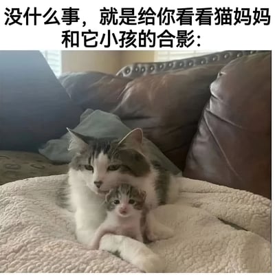 一张温馨的照片，展示了一只灰白相间的猫妈妈和它的小猫依偎在沙发上的场景。猫妈妈表情温柔，小猫则显得非常幼小可爱。图片上方配有文字：'没什么事，就是给你看看猫妈妈和它小孩的合影：'，营造出轻松分享萌宠日常的氛围。