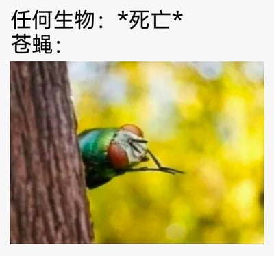 这是一张图文结合的搞笑网络梗图，上方文字分为两部分：第一部分标注“任何生物：*死亡*”，第二部分标注“苍蝇：”，下方配图是一只绿头苍蝇从树干的侧面探出头，由于拍摄视角的巧合，苍蝇的头部形态看起来仿佛是在好奇地“凑热闹”。该图通过拟人化的视觉效果，调侃绿头苍蝇的生物习性——它们通常会被死亡生物的腐坏气息吸引，在其他生物死亡后聚集而来，用生动的画面将这一习性转化为“凑热闹”的人类行为，制造出幽默的反差感。