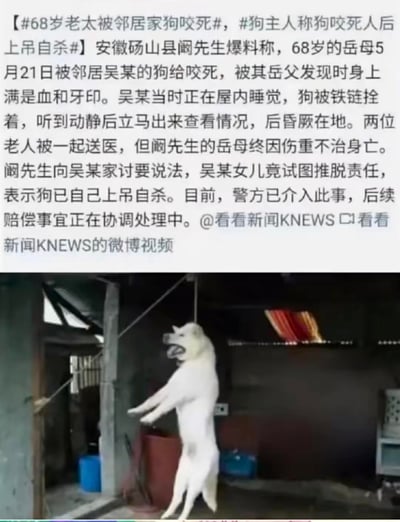 这是看看新闻KNEWS发布的微博新闻内容，上方为文字报道，讲述安徽砀山县68岁老太被邻居吴某家的狗咬伤，送医后因伤重不治身亡，家属讨要说法时，吴某女儿竟称狗已自己上吊自杀试图推脱责任；下方配图为一只被绳索吊在半空的白色犬只，对应家属所说的“狗上吊自杀”的说法。目前警方已介入此事，后续赔偿事宜正在协调中，事件无谐音梗、双关等特殊表意。