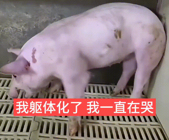肉猪