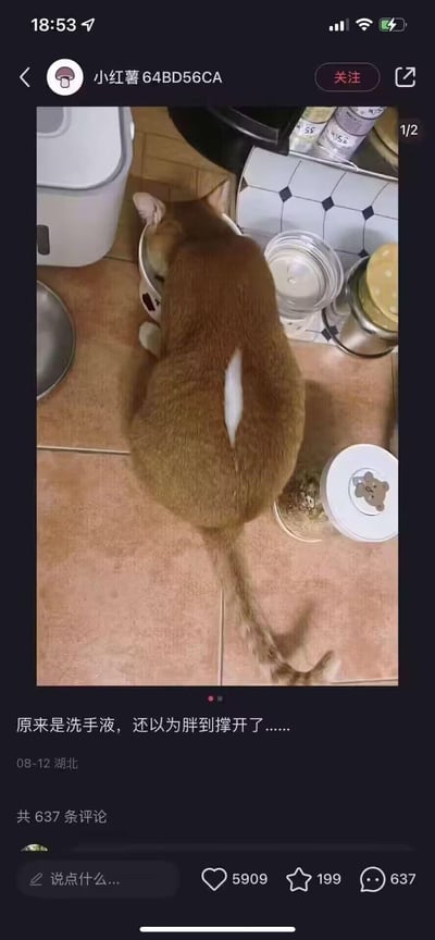 这是小红书用户发布的生活照片，一只橘猫正低头在碗中进食，它的背部上方露出一块白色区域，乍一看会让人误以为猫咪胖到皮肤撑开露出内里，实际是猫咪身后的洗手液瓶子透过猫咪身体缝隙露出，形成了搞笑的视觉错位效果。
这是利用物品摆放位置制造的视觉错觉梗，营造出猫咪过度肥胖的趣味假象，让人忍俊不禁。