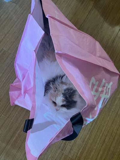 一只毛发蓬松的猫咪，毛色以白色为底，夹杂灰色和浅棕色斑块，正蜷缩在一个开口的粉色布袋中。猫咪的头部从布袋口探出，眼神平静略带慵懒，身体大部分隐藏在袋内，仅露出蓬松的尾巴和部分背部。布袋放置在浅色木质地板上，整体画面温馨治愈，展现了宠物与日常物品互动的可爱瞬间。