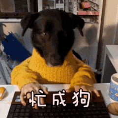 狗狗穿毛衣办公忙成狗表情包