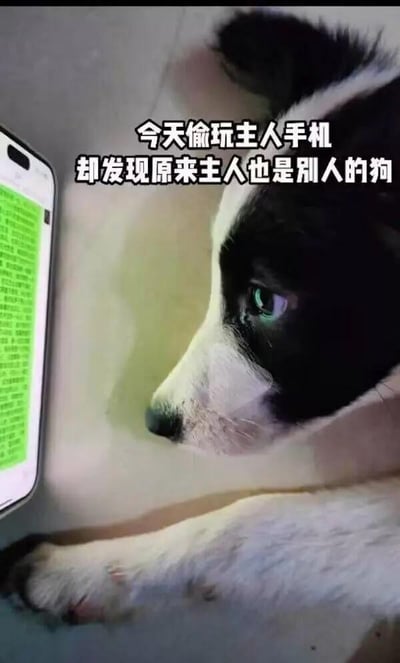 这是一张搞笑网络梗图，画面中一只黑白相间的真实小狗正用爪子扒着手机，专注地盯着屏幕上的绿色聊天记录，眼神流露惊讶错愕的情绪。图中配文“今天偷玩主人手机，却发现原来主人也是别人的狗”，这里运用了双关梗，“狗”既指真实的犬类，也指代网络语境中人们自嘲“像狗一样被使唤”“舔狗”这类处境，以宠物的视角制造荒诞反差，调侃当代年轻人在职场或人际关系里的自嘲状态，充满搞笑又无奈的氛围。