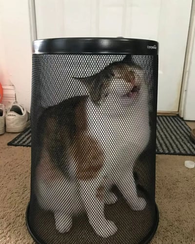 一只灰白相间的猫咪蜷缩在黑色网状垃圾桶内，表情看起来十分舒适满足。猫咪的身体大部分都在垃圾桶里，只有头部和前爪露在外面。背景中可以看到一双白色运动鞋和室内环境，整体画面呈现出猫咪特有的好奇心和对狭小空间的喜爱，营造出一种反差萌的搞笑效果。