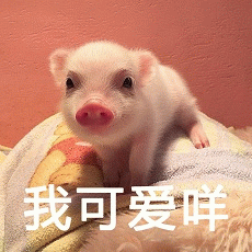 粉嫩小猪在线卖萌：我可爱咩