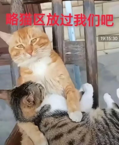 图片中一只橘猫正坐在一只狸花猫身上，橘猫眼神平静地望向前方，狸花猫则被压在下方，四肢微微抬起。图片顶部有醒目的红色文字'略猫区放过我们吧'，右上角显示时间戳'19:15:30'。整体场景幽默地模拟了猫咪们对被过度打扰的'抗议'，通过拟人化的文字表达出一种无奈又搞笑的氛围。