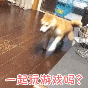 柴犬邀请一起玩游戏的可爱动图