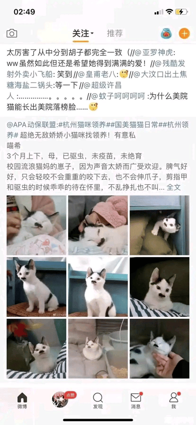这是一张竖屏格式的微博社交媒体截图，内容分为两部分：上方是多位微博网友的评论互动，网友们针对待领养猫咪的独特面部花纹（中分发型+小胡子造型）进行趣味调侃，戏称猫咪长了“美院落榜脸”，同时也有网友祝福猫咪能得到满满的爱；下方是@APA动保联盟发布的杭州流浪猫领养信息，待领养的猫咪名为喵希，是一只3个月左右的母猫，为校园流浪猫的幼崽，已驱虫，未接种疫苗未绝育，性格温顺娇气，剪指甲、驱虫时都很乖巧，还配有九张展示猫咪不同状态的生活照片，包括被抚摸时的惬意模样、躲在柜子里的好奇神态、安静休息的慵懒状态等，以此展现猫咪的可爱温顺，吸引爱心人士领养。